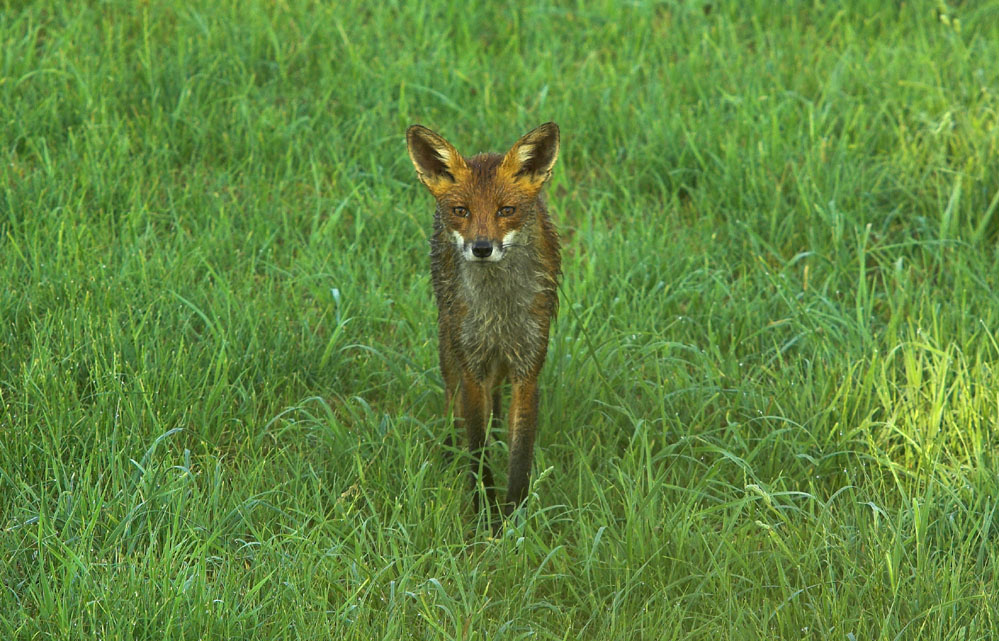 Mein erster Fuchs