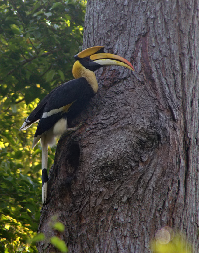 Great Hornbill