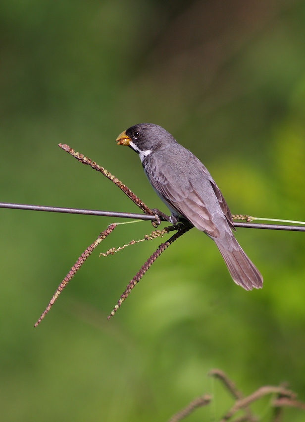 Habe auch einen Vogel