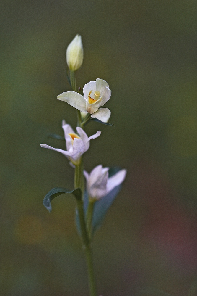 Weißes Waldvögelein (Cephalanthera damasonium)