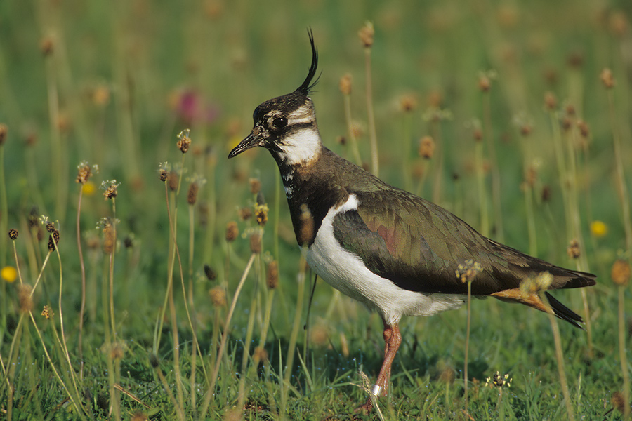 Kiebitz (Vanellus vanellus)