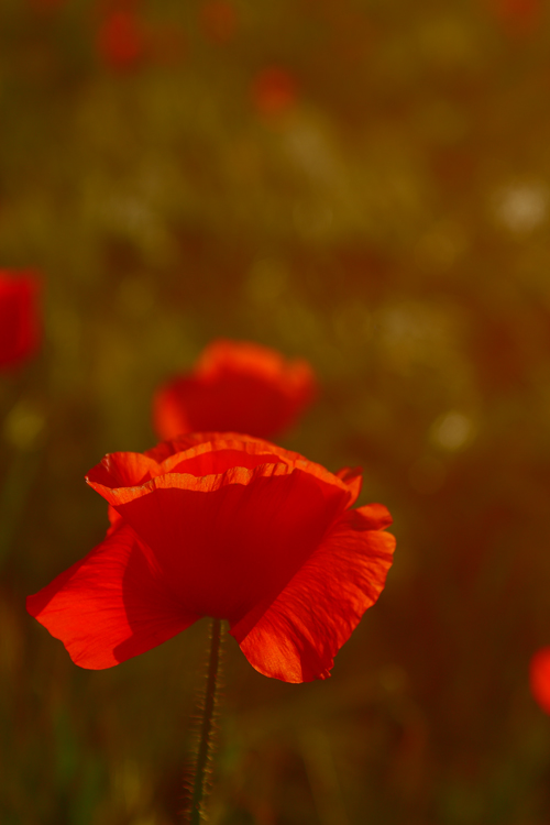 Mohn im Abendlicht