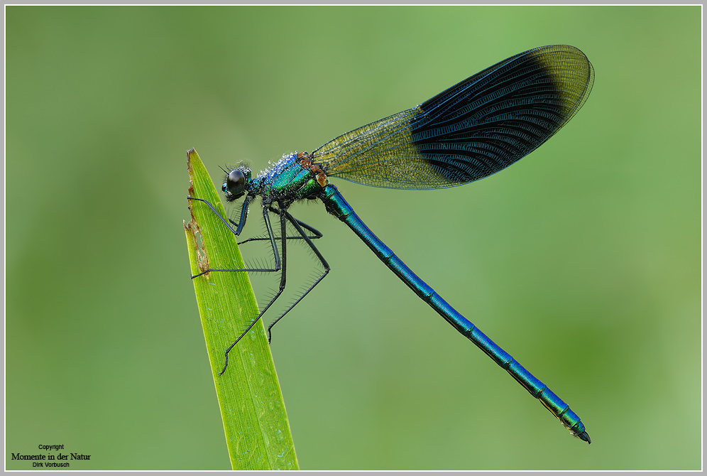 Gebänderte Prachtlibelle (Calopteryx splendens)