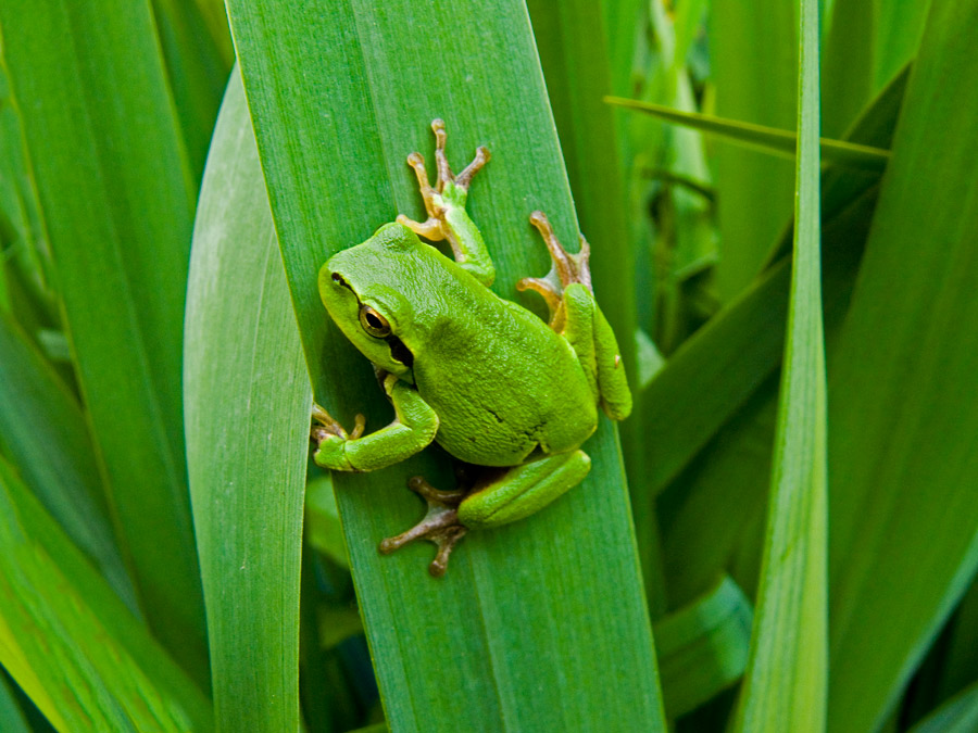 Laubfrosch