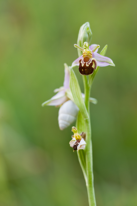 Orphys apifera II