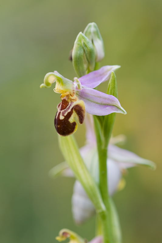 Orphys apifera III