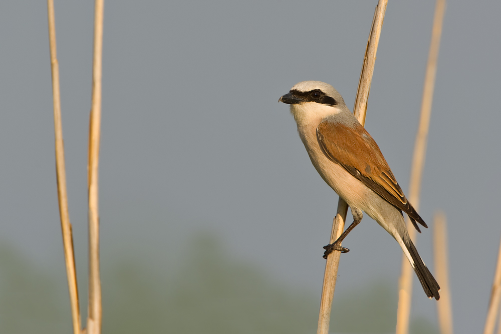 Neuntöter (Lanius collurio)