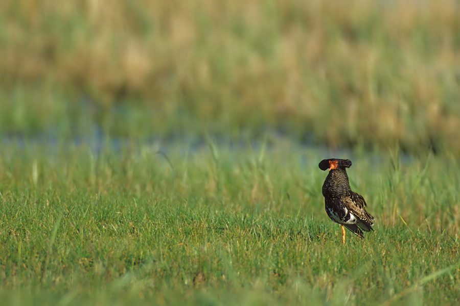Einbeiniger Freier - Kampfläufermännchen (Philomachus pugnax) im Prachtkleid