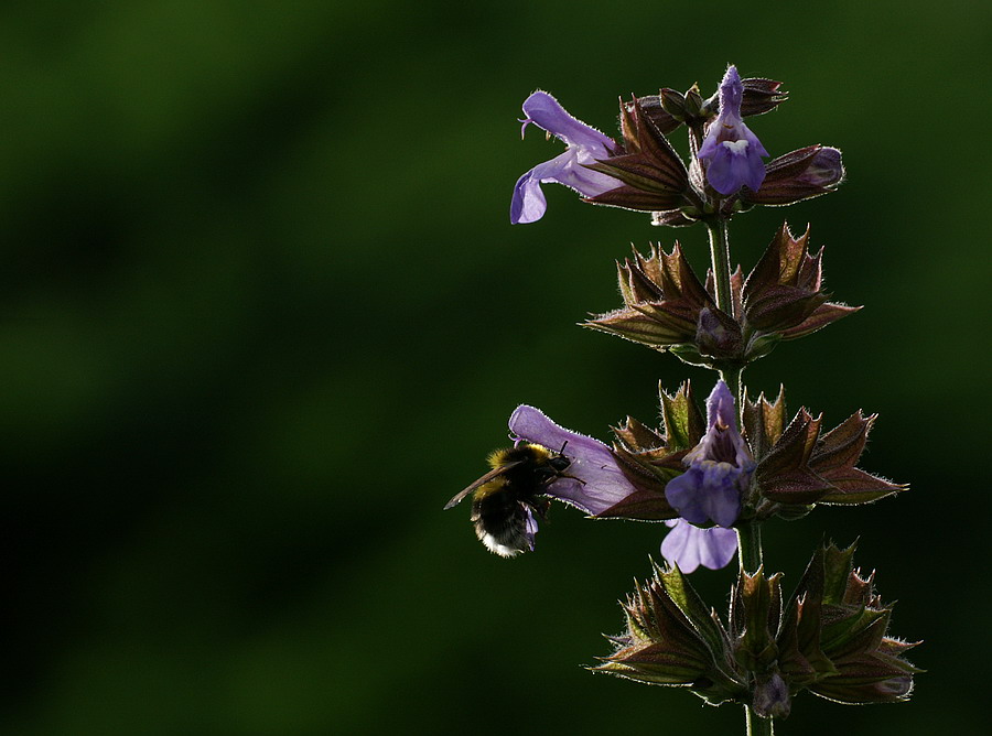 Wiesensalbei mit Hummel
