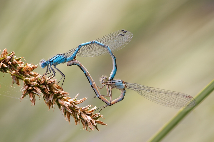 Gemeine Becherjungfer (Enallagma cyathigerum) - Paarungsrad