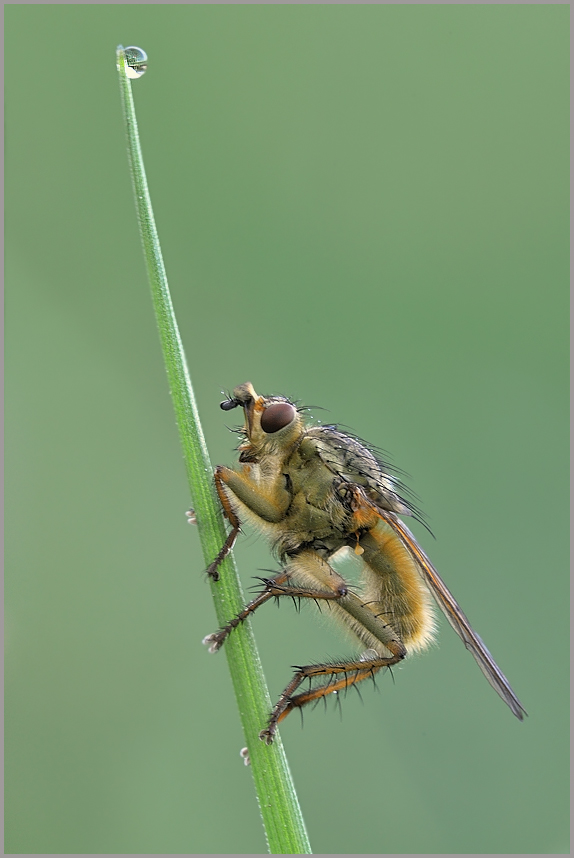 Im Sommer mit Pelz