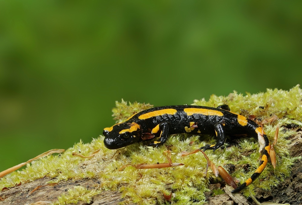 Feuersalamander (Salamandra salamandra)