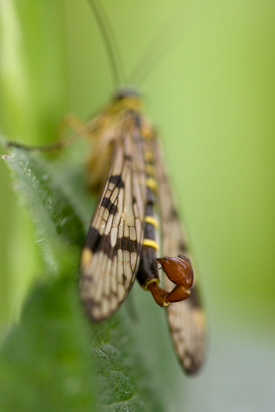 Skorpionsfliege