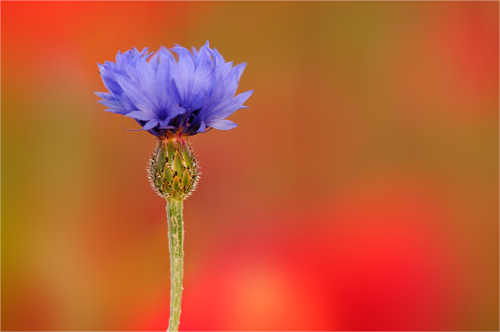 blau vor rot