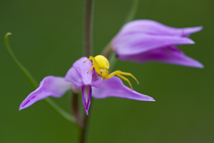 Farbtopf der Natur