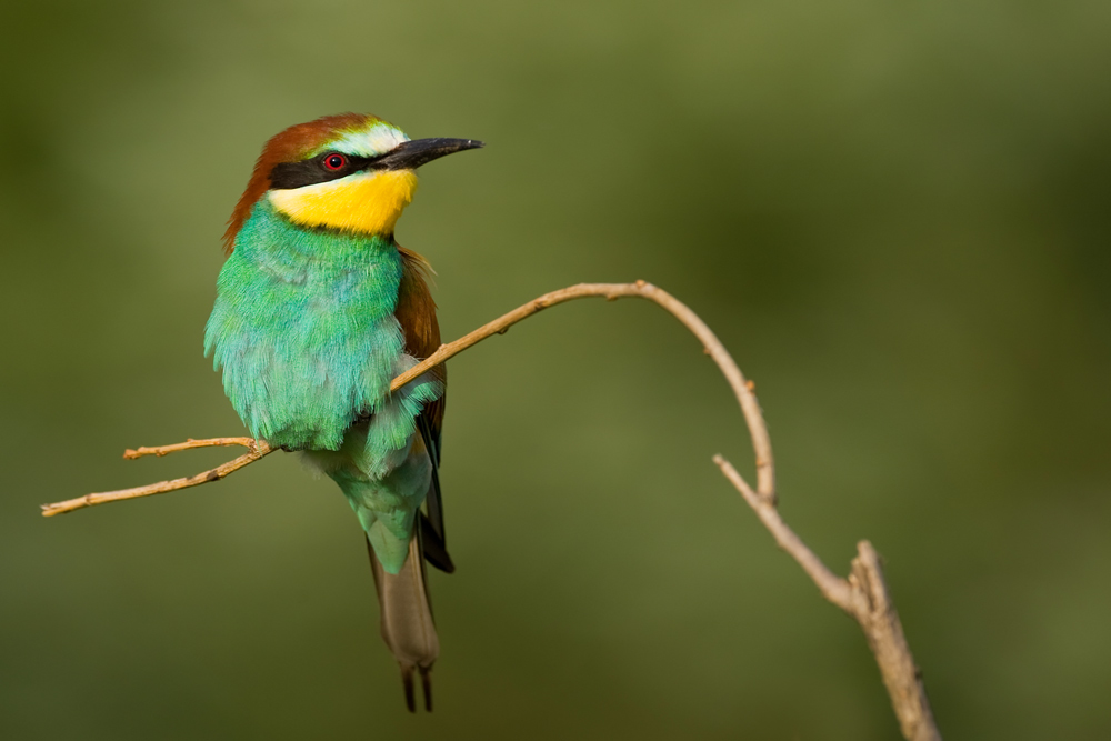 Bienenfresser (Merops Apiaster)