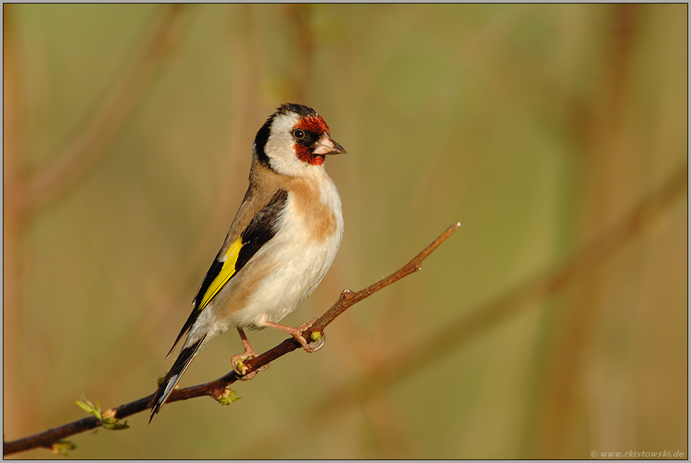 stolz... Stieglitz *Carduelis carduelis*