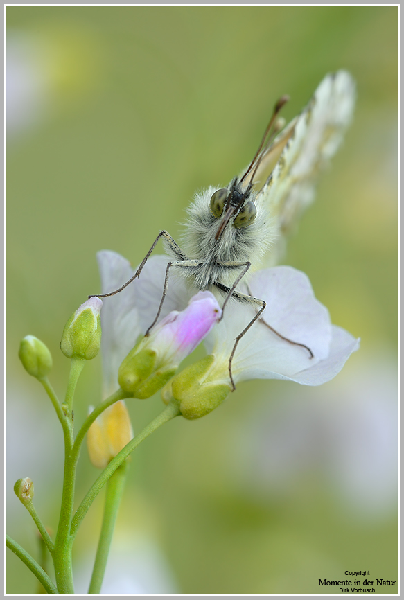 Aurorafalter (Anthocaris cardamines)