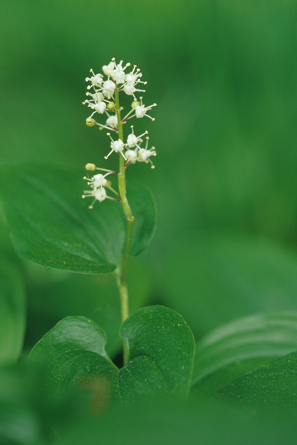 Zweiblättrige Schattenblume (Maianthemum bifolium)