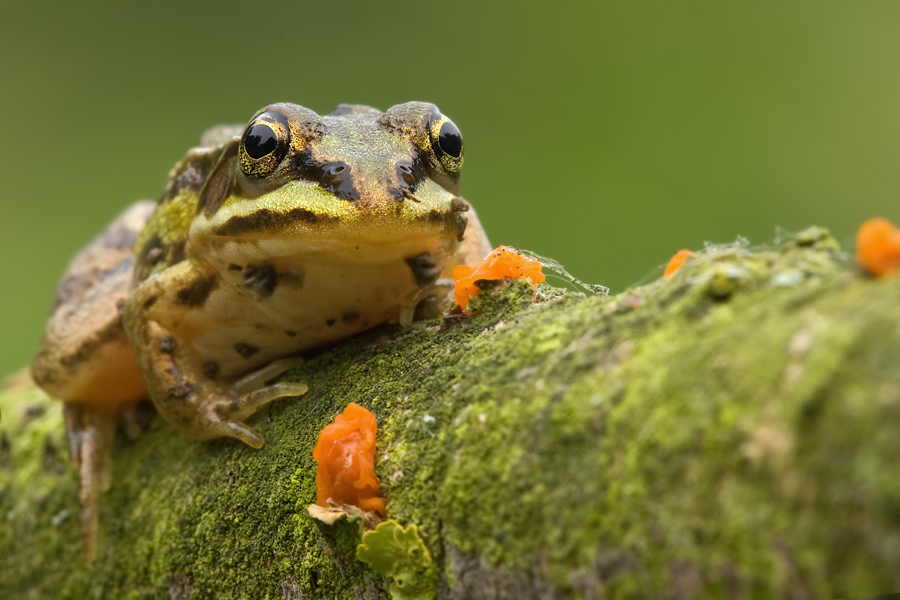 Kleiner Frosch Frontal ...