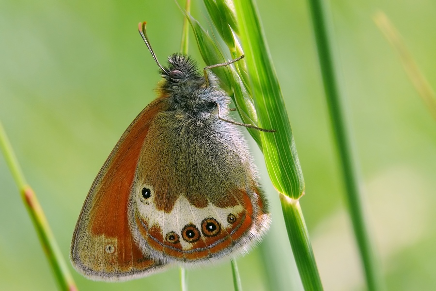 ~Coenonympha arcania~