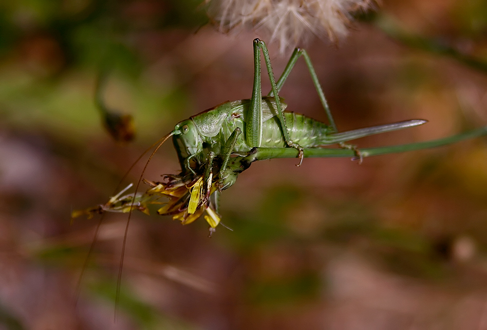 Tettigonia viridissima