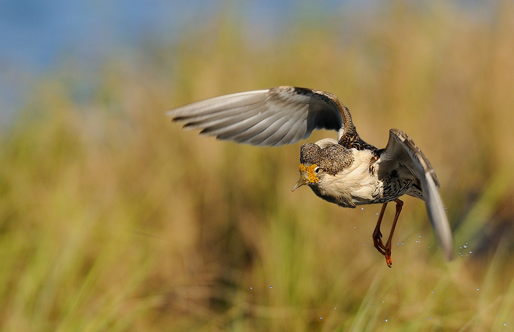 Kampfläufer... [ND]