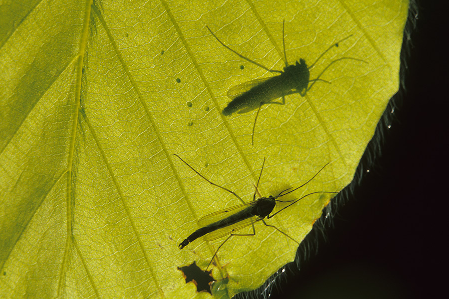 Büschelmücken (Chaoborus spec.)