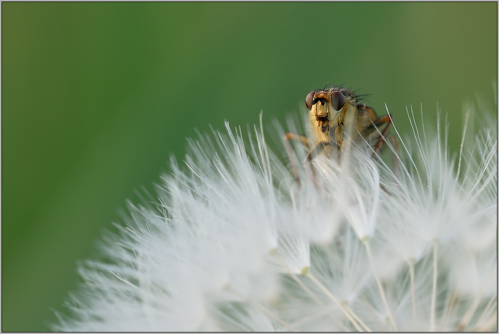 Gelbe Dungfliege (Scatophaga stercoraria)