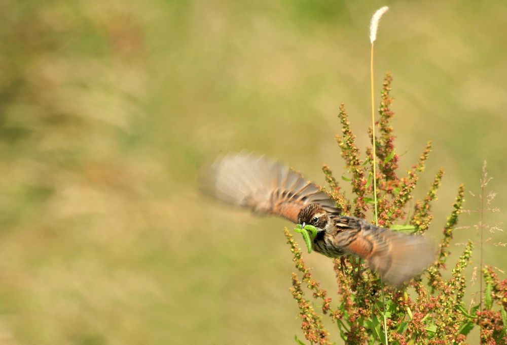 Rohrammer(Emberiza schoeniclus)