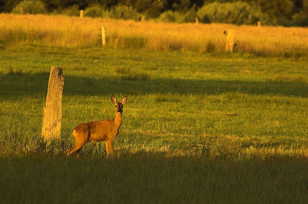 Reh im Abendlicht