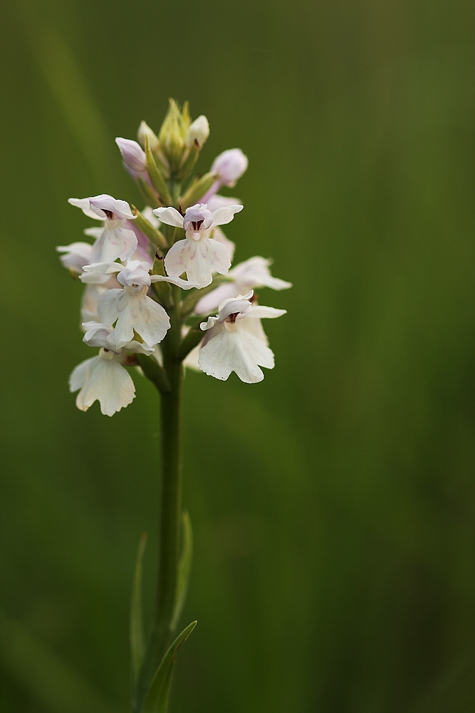 Dactylorhiza fuchsii – Fuchs‘ Knabenkraut?