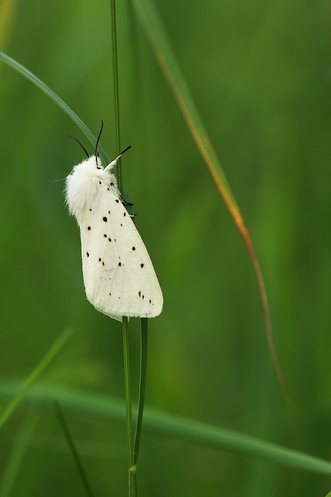 Breitflügeliger  Fleckleibbär (Spilosoma lubricipeda)