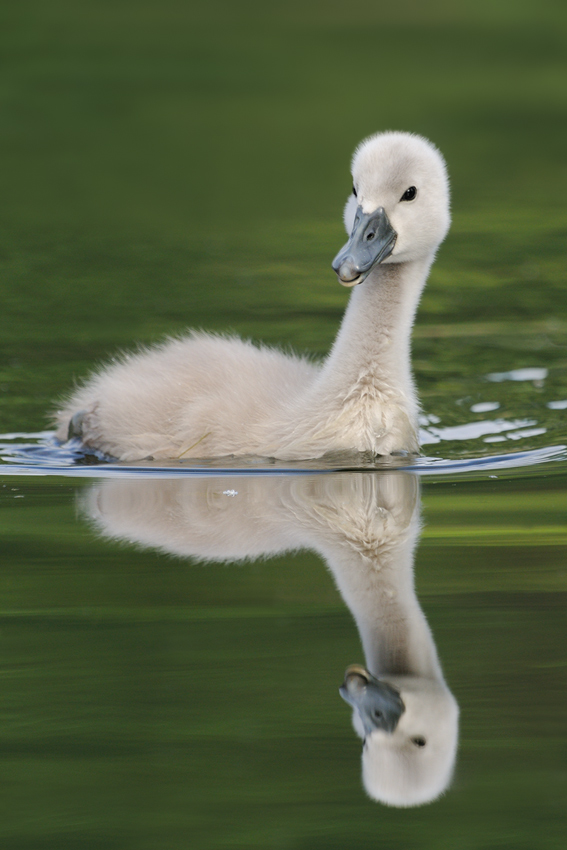 Höckerschwan