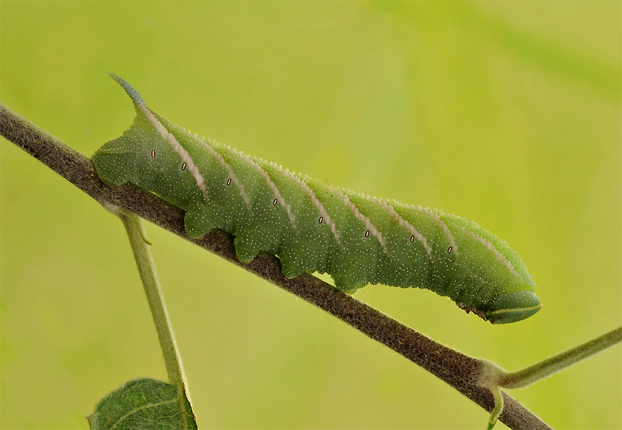 Abendpfauenauge Raupe