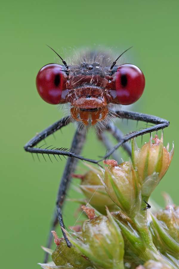 Red Eyes