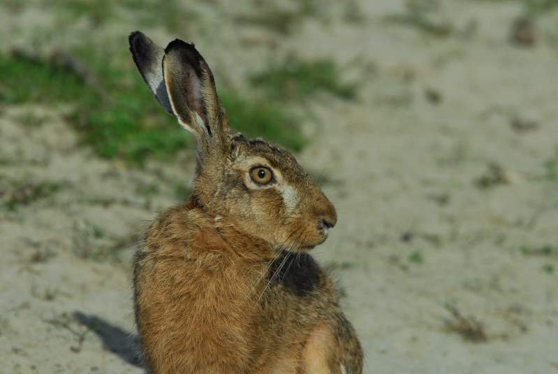 Hase im Abendlicht