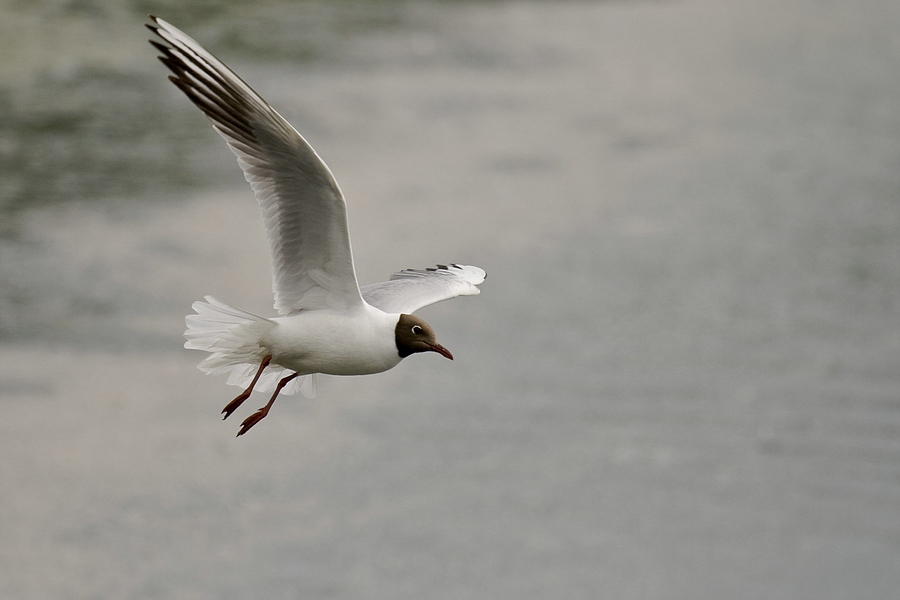 Lachmöwe (Larus ridibundus)