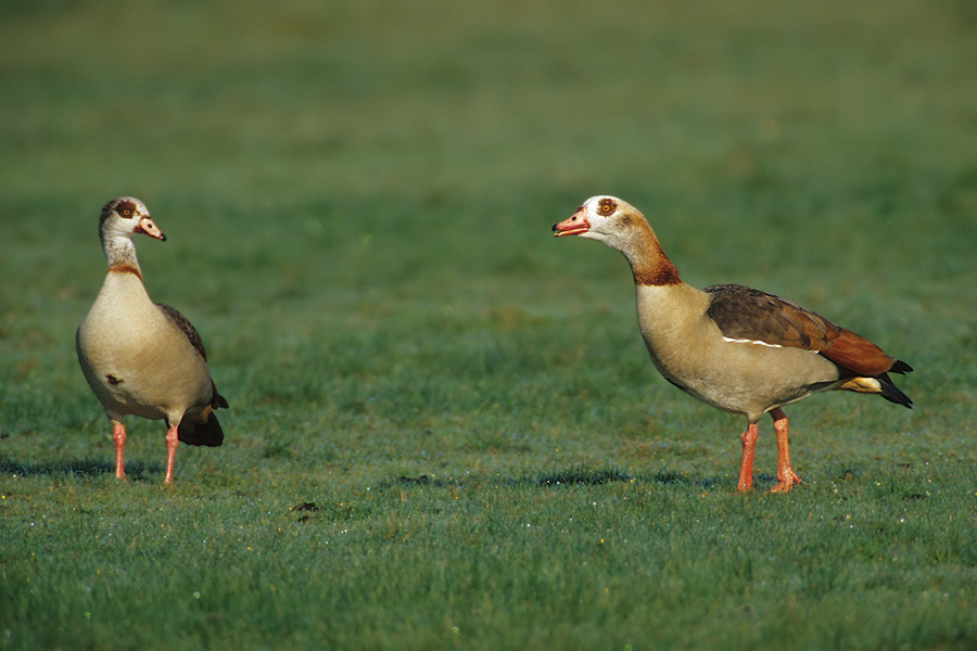 Nilgänse (Alopochen aegyptiacus)