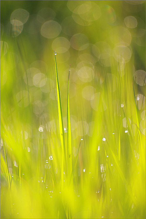 Wiesenimpression