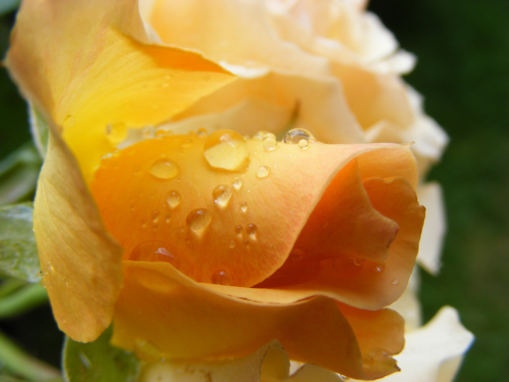 Rose nach dem Regen