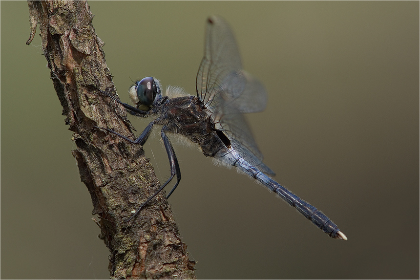 Östliche Moosjungfer (Leucorrhinia albifrons)