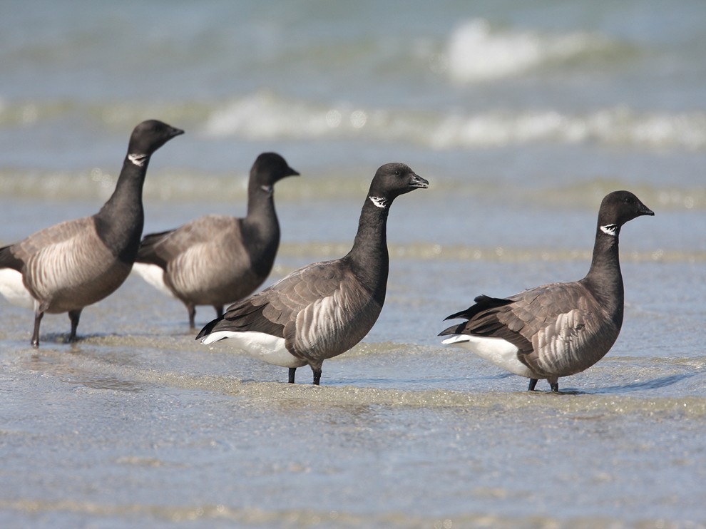 D ie Gruppe vor der See