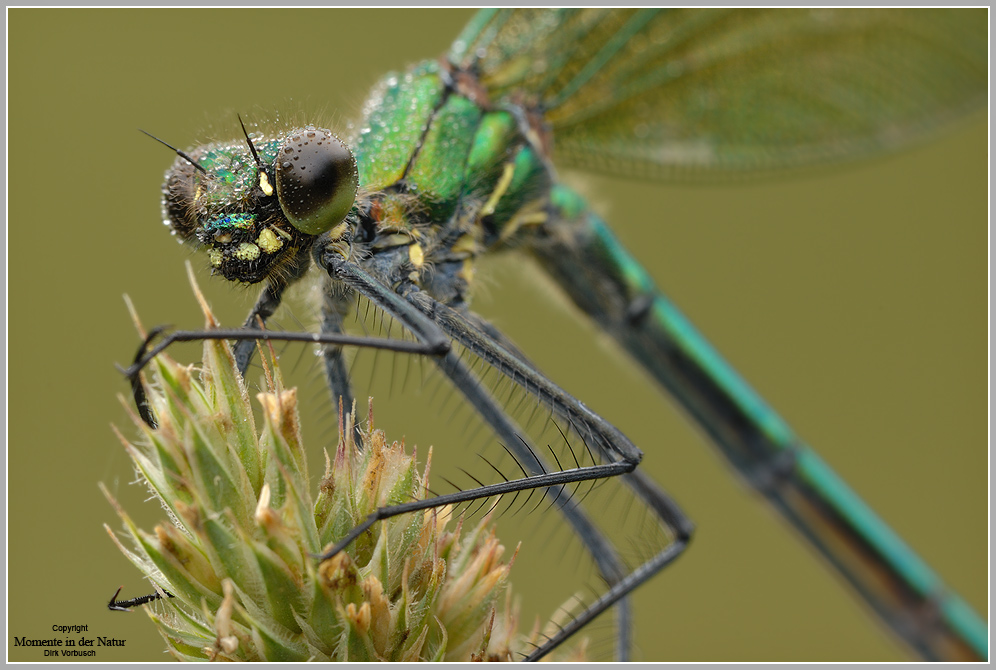Gebänderte Prachtlibelle (Calopteryx splendens)
