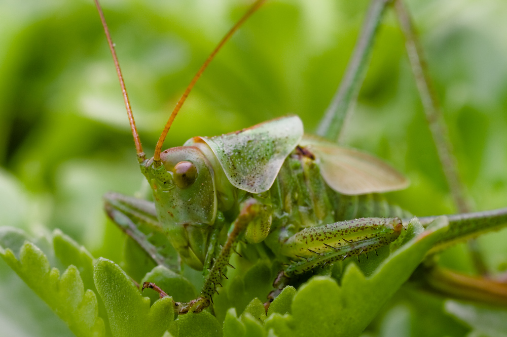 Grüner Hopser