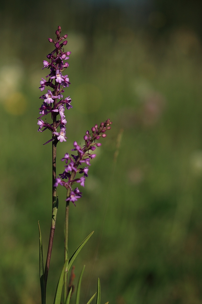 Mückenhändelwurz (Gymnadenia conopsea) II
