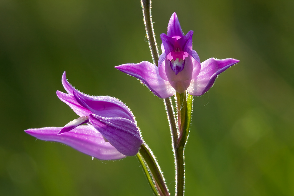 Cephalanthera rubra...
