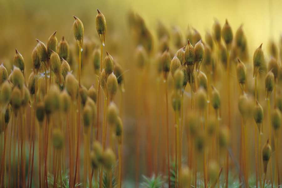 Sporophyten vom Goldenen Frauenhaarmoos (Polytrichum commune) 02