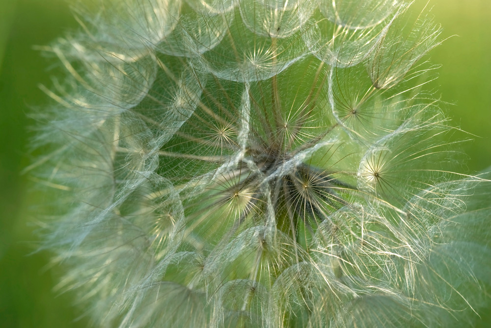 Pusteblume im Abendlicht