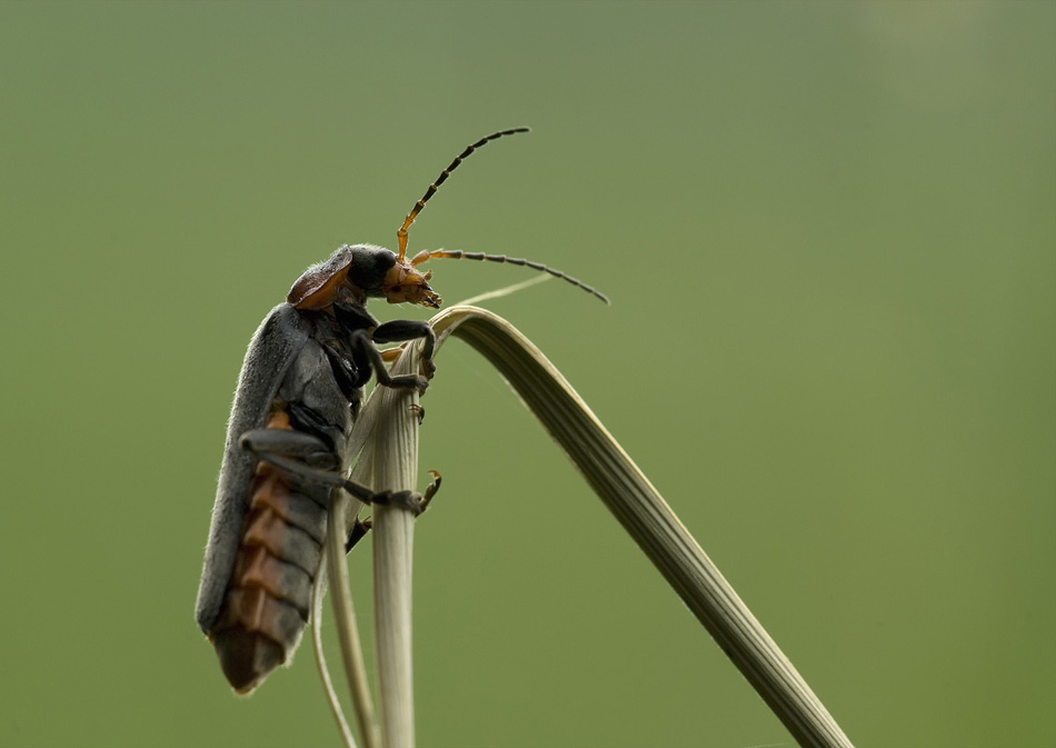 Soldatenkäfer